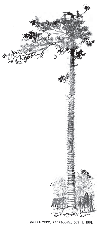 allatoona signal tree